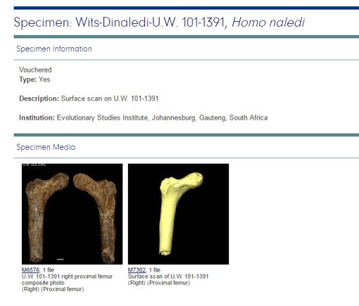 Image from Morphosource website with 3D data on Homo naledi's proximal femur.