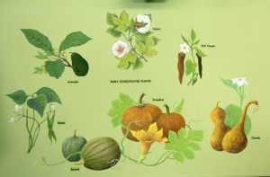 Image from Scotty MacNeish's 1970s era exhibit showing early plant domesticates likes cotton, gourds, chili peppers, avocado, beans, and squash.