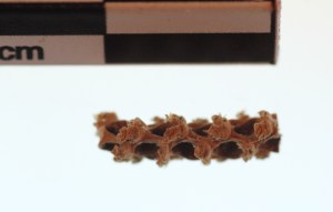 Image of very tiny corn cob.