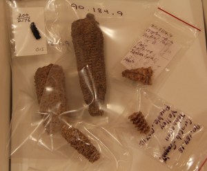 Image of corn cobs from excavations in Mexico.