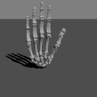 Image of Homo naledi hand from Morphosource website.