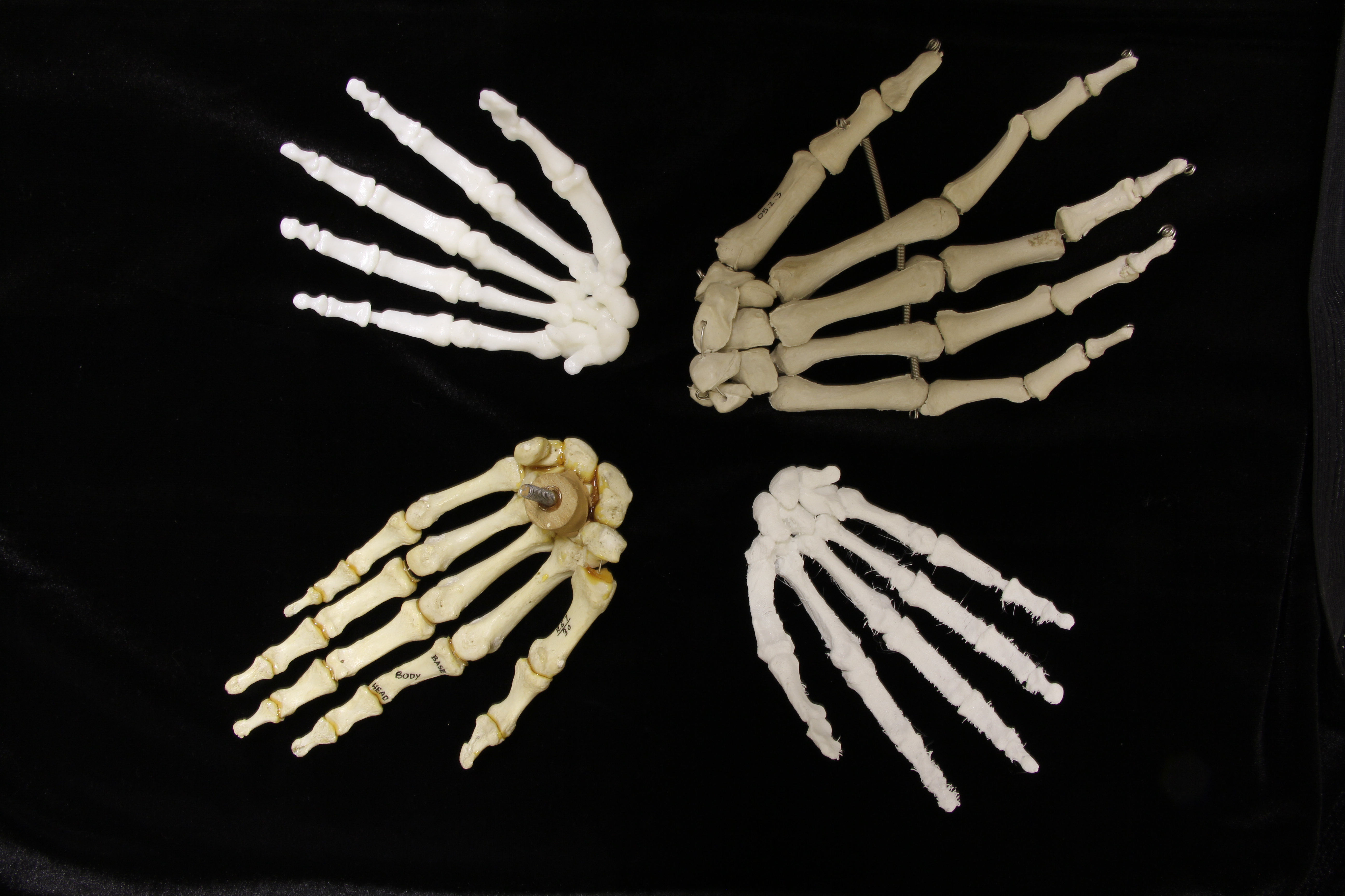 Image with comparison of four hands: from upper left, clockwise: 3D resin print of Homo naledi; plastic anatomical model, modern human; 3D filament print, Homo naledi; real bone anatomical model, modern human.