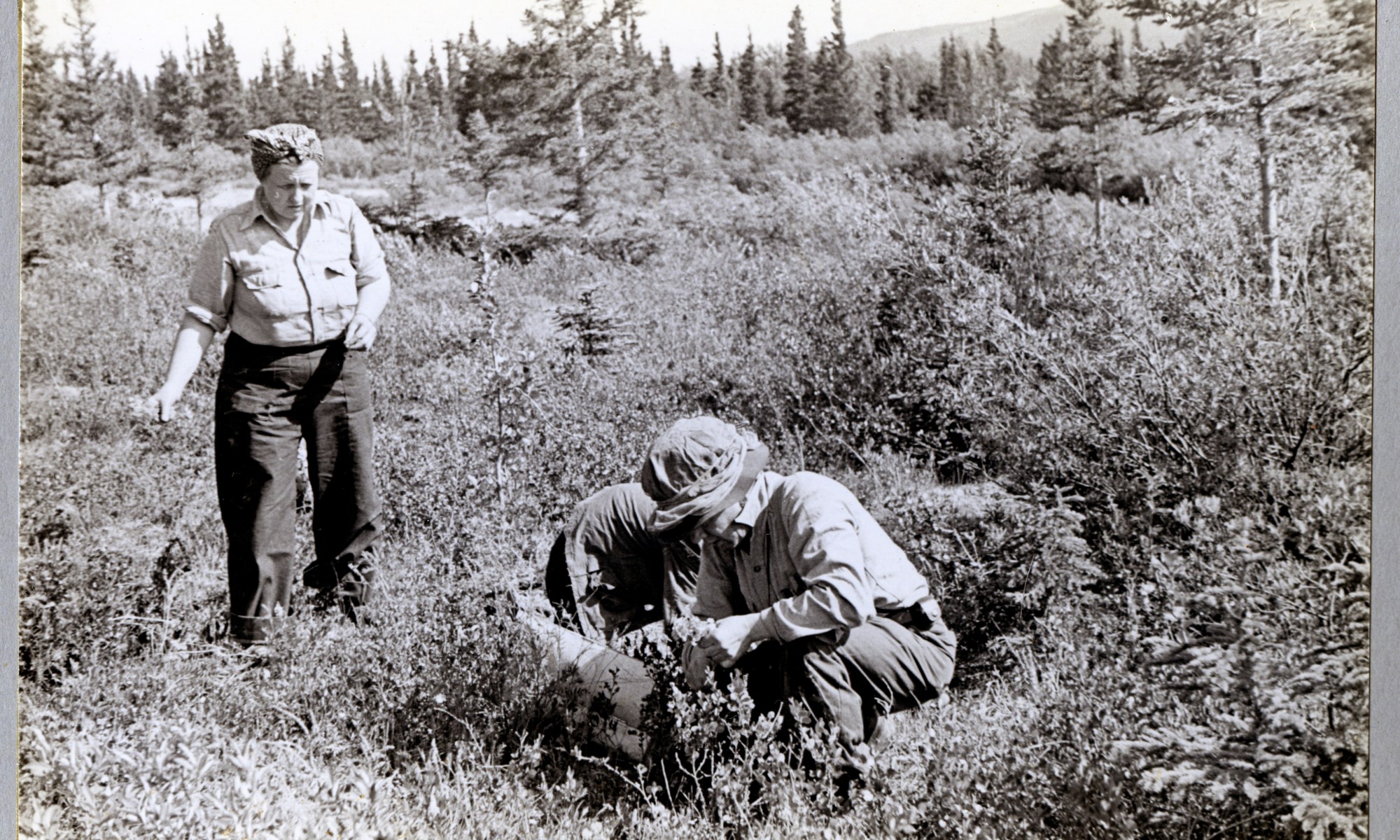 L-25-5. Collecting Primulas on muskeg between beaches west of Mile 1020-21. Near Pine Creek Camp. Alaska Highway. 6/23/44.