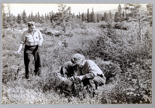 L-25-5. Collecting Primulas on muskeg between beaches west of Mile 1020-21. Near Pine Creek Camp. Alaska Highway. 6/23/44.