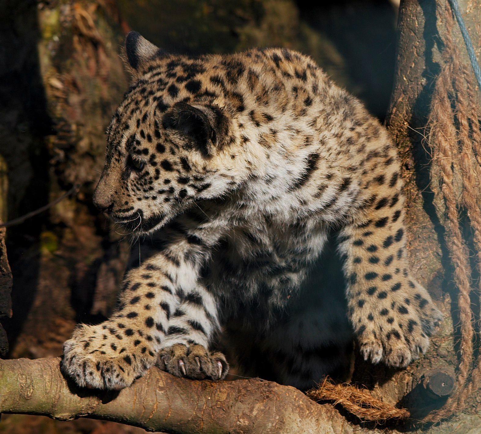 Panthera_onca_zoo_Salzburg_2009_09
