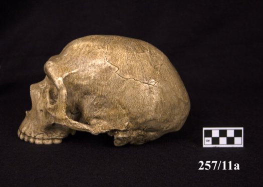 Image of Neanderthal skull cast.