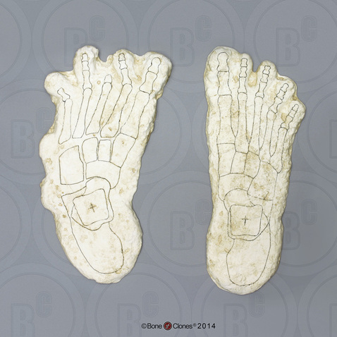 Image of Big Foot casts.