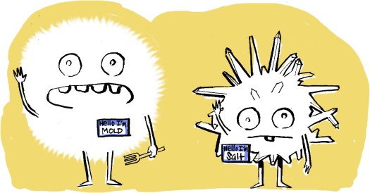 Mold_Salt 1