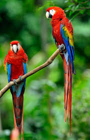 Two scarlet macaws