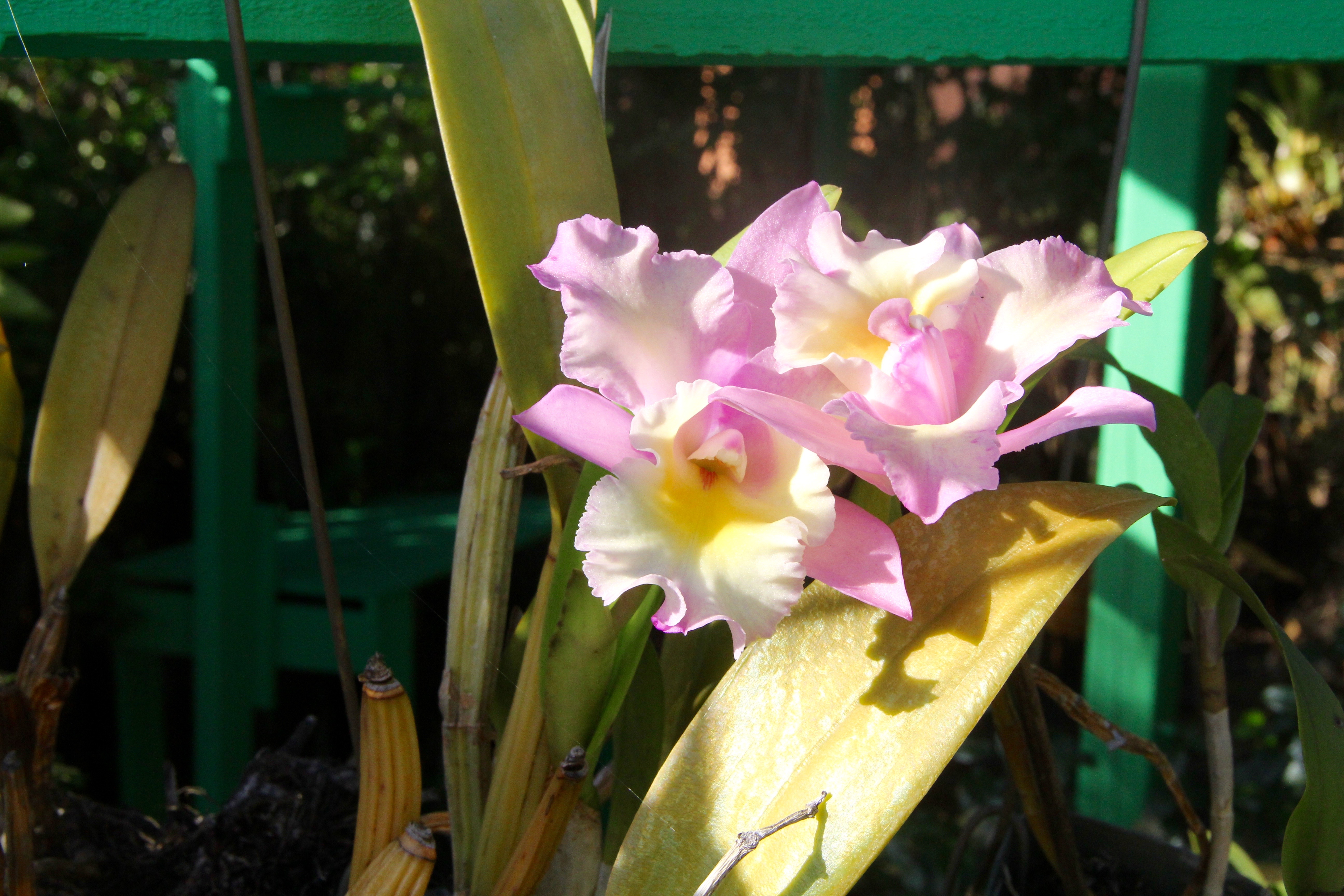 Image of pick and white orchids.